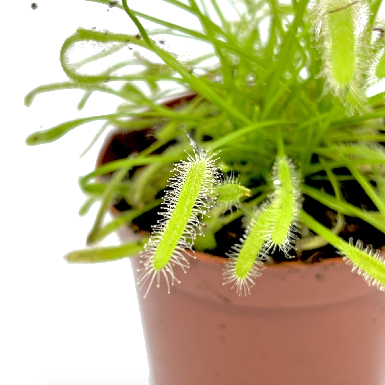 Drosera capensis 'Alba'