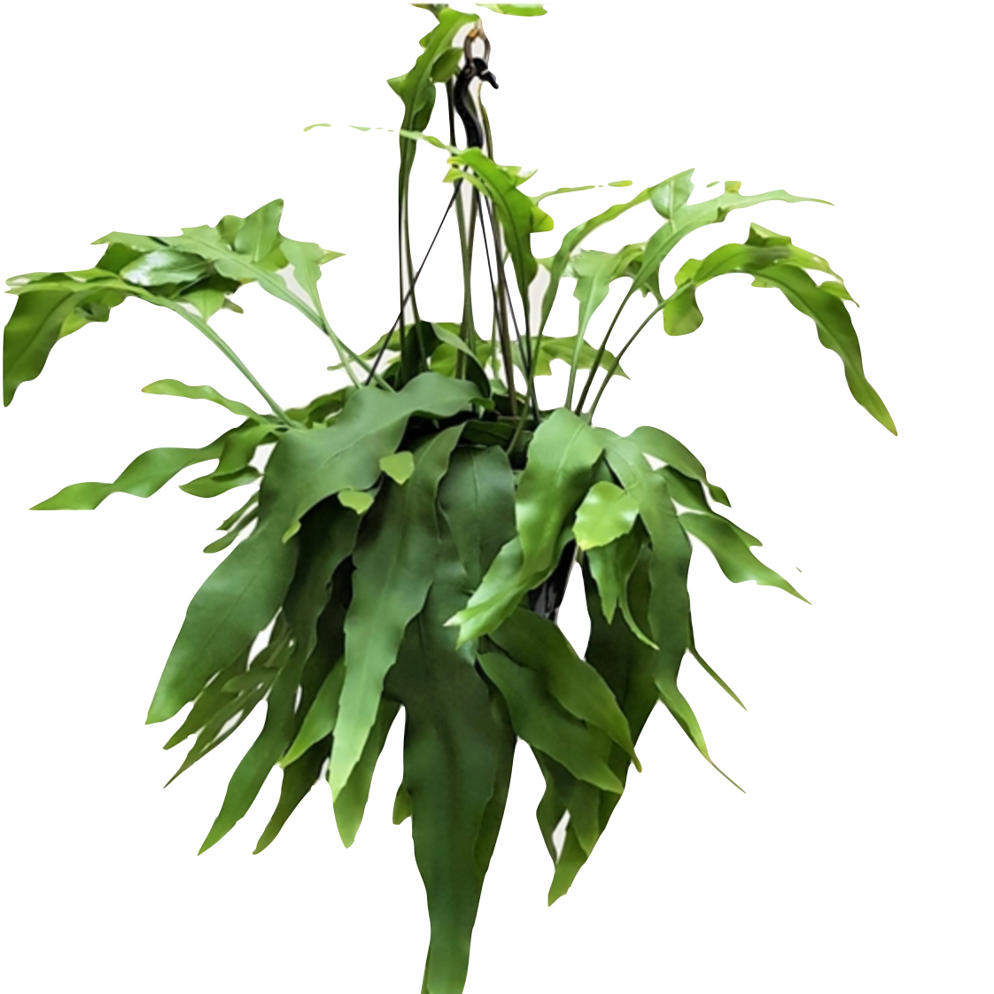 Epiphyllum oxypetalum