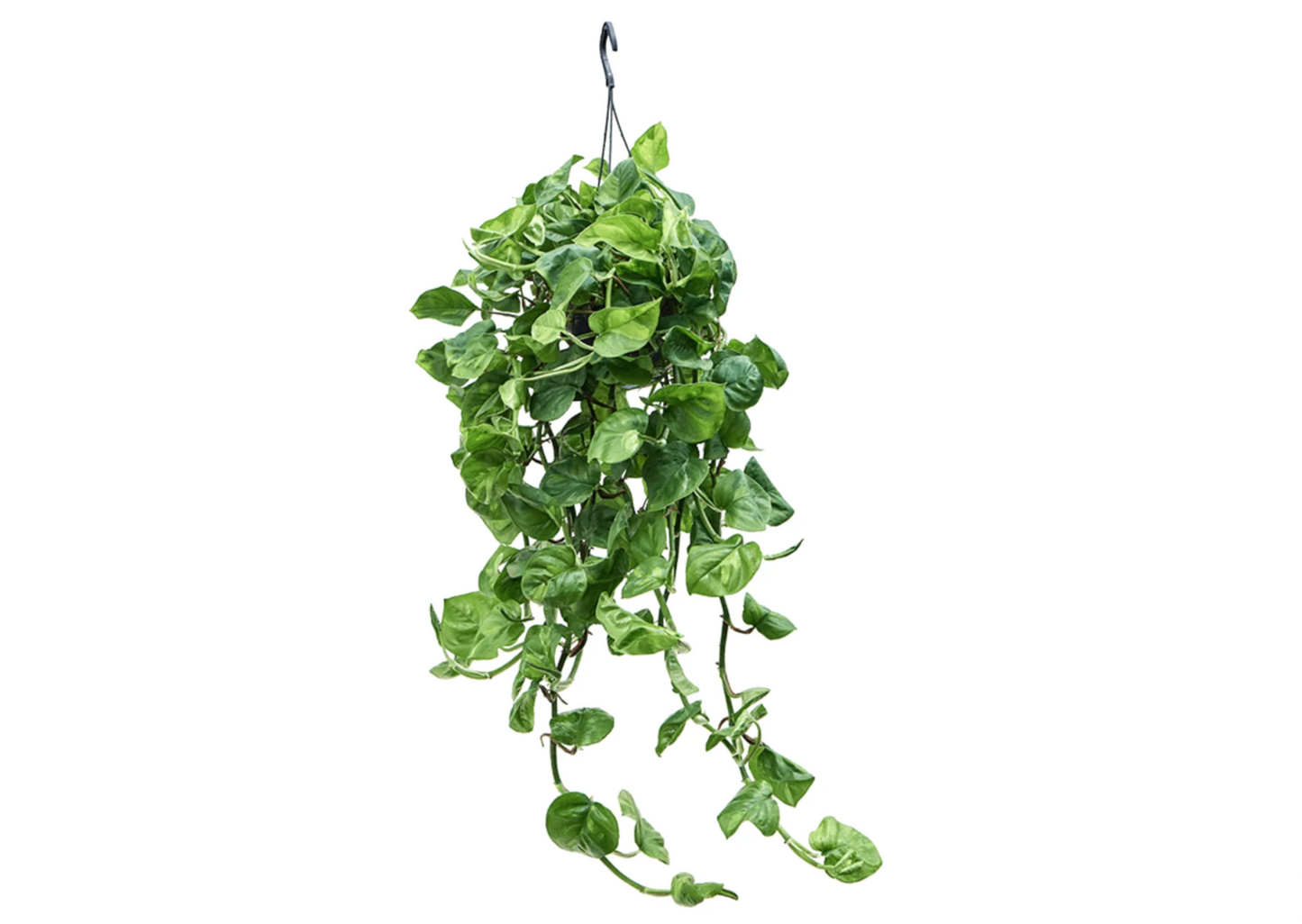 Epipremnum aureum 'Global Green'