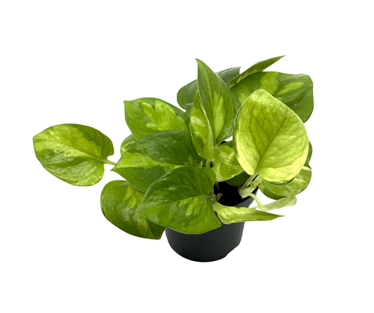 Epipremnum aureum 'Global Green'