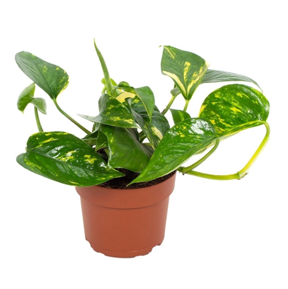 Epipremnum aureum 'Gold'