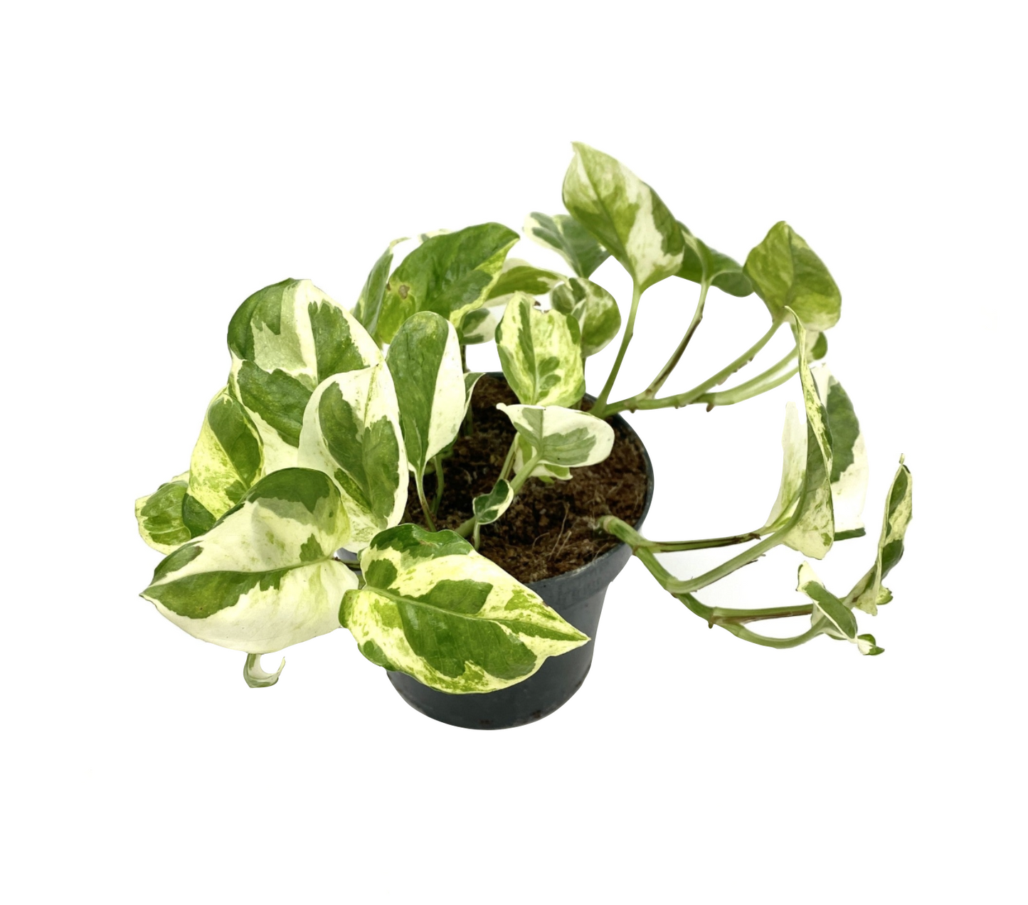 Epipremnum aureum 'N Joy'
