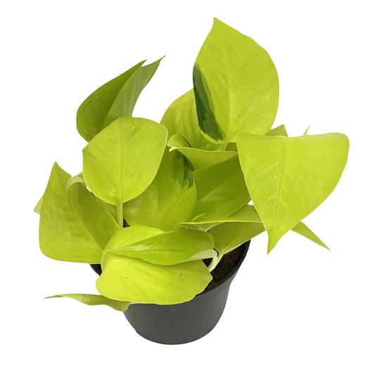 Epipremnum aureum 'Neon'