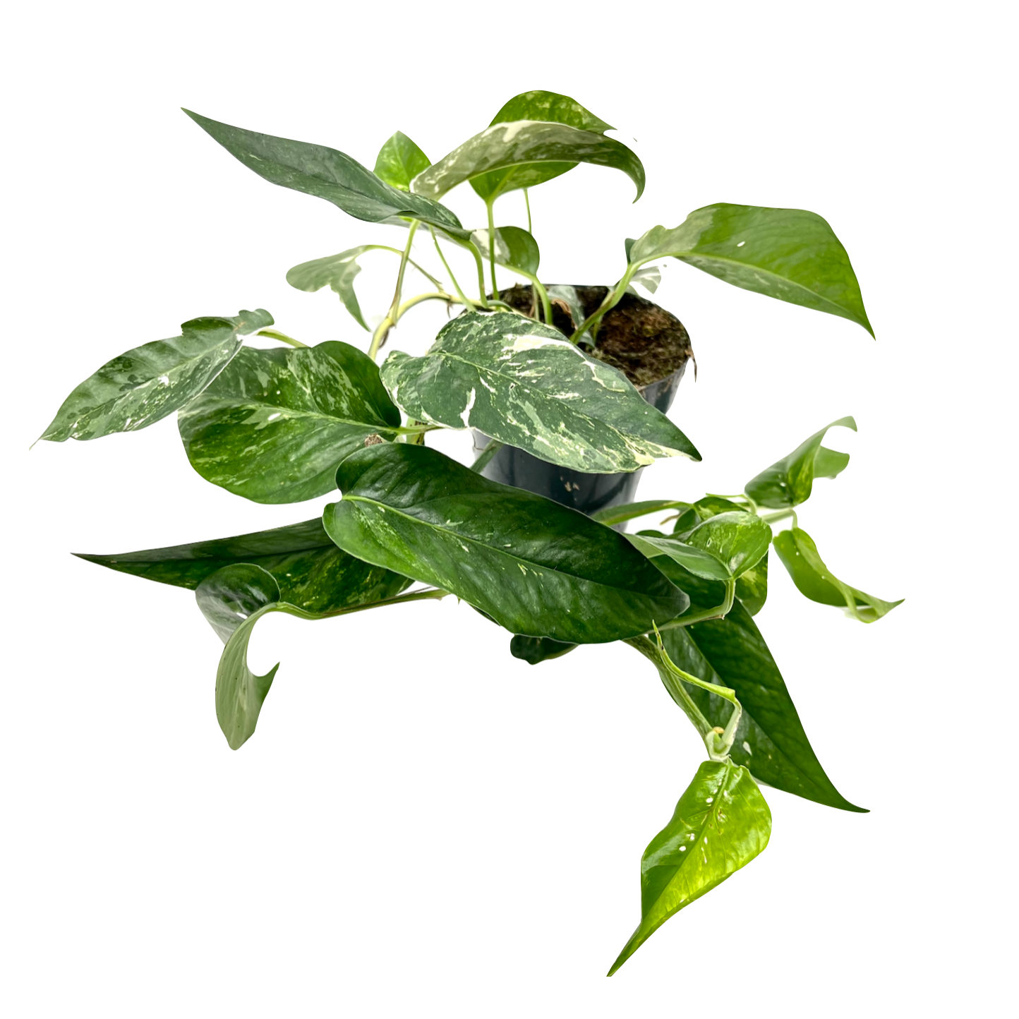 Epipremnum pinnatum 'Variegata'