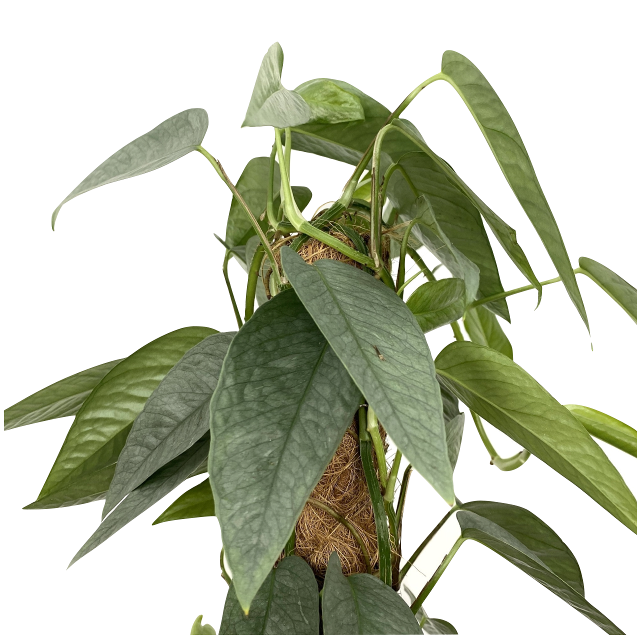 Epipremnum pinnatum 'Cebu Blue'