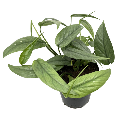 Epipremnum pinnatum 'Cebu Blue'