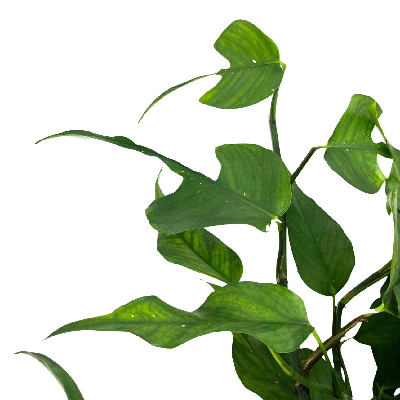 Epipremnum pinnatum 'Skeleton Key'