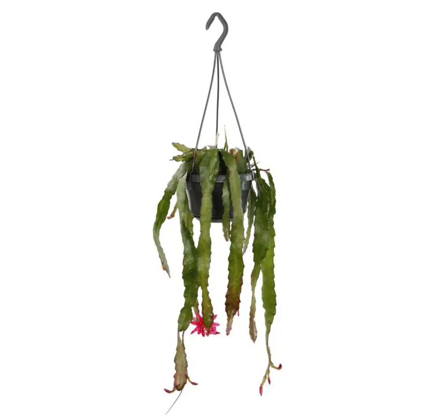 Ephiphyllum 'Leon Herrick'