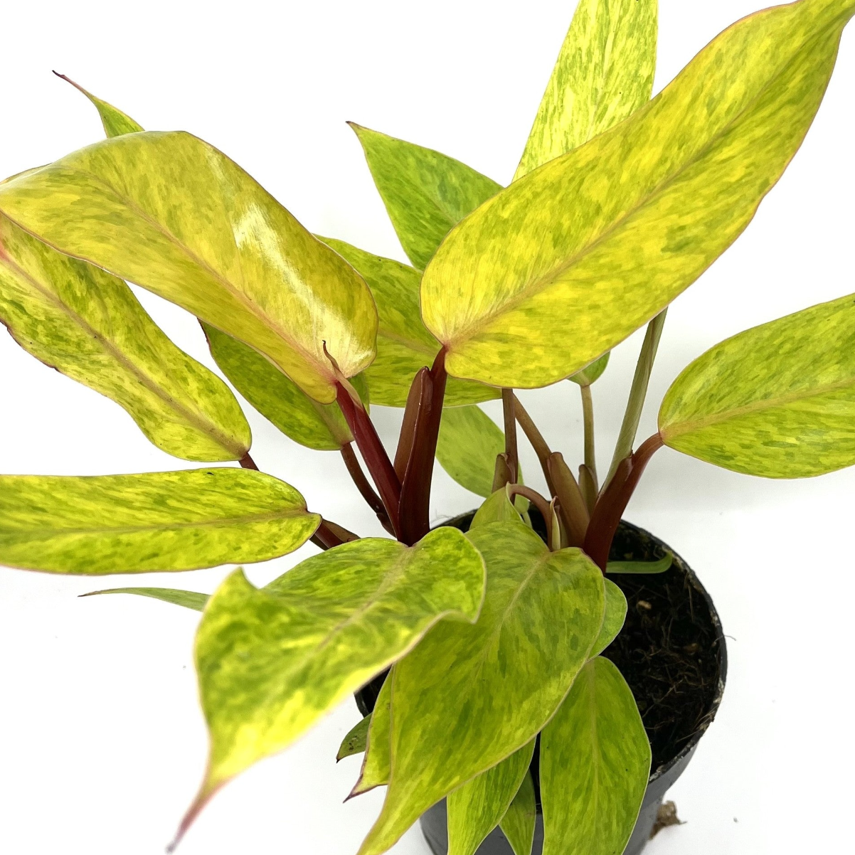 Philodendron erubescens 'Painted Lady' - Spore Nursery