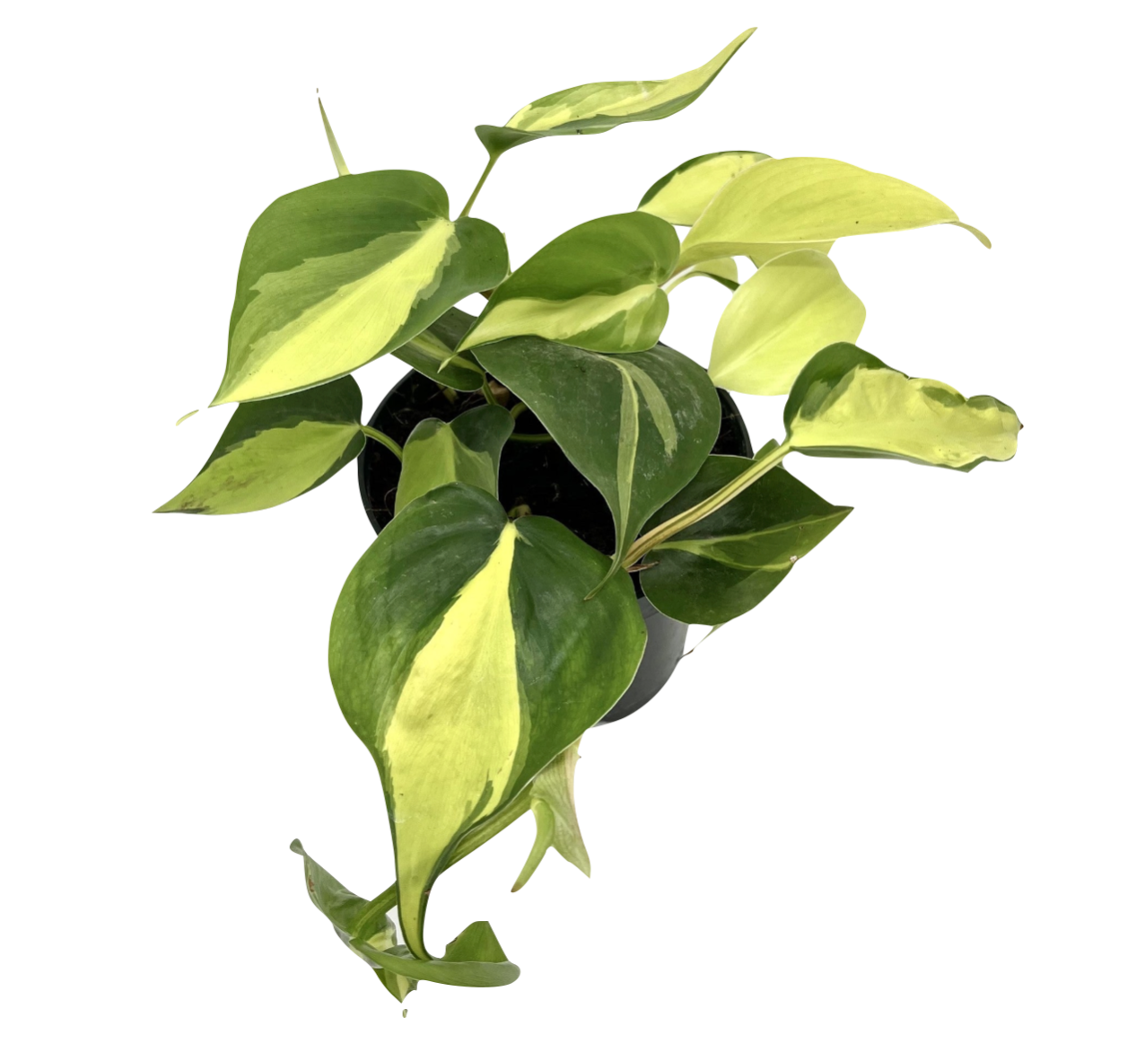 Philodendron hederaceum var. hederaceum 'Brasil'