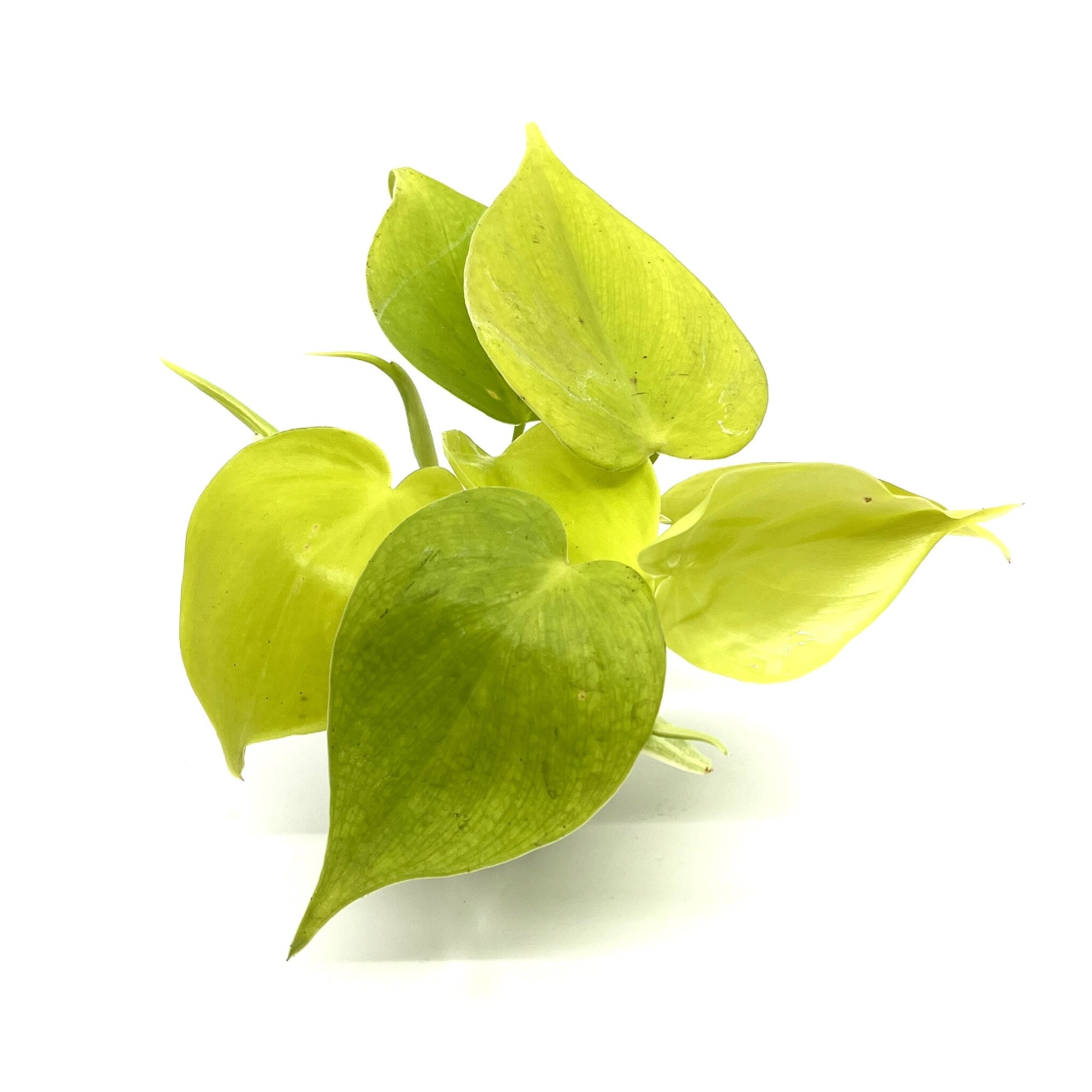 Philodendron hederaceum var. hederaceum 'Neon'