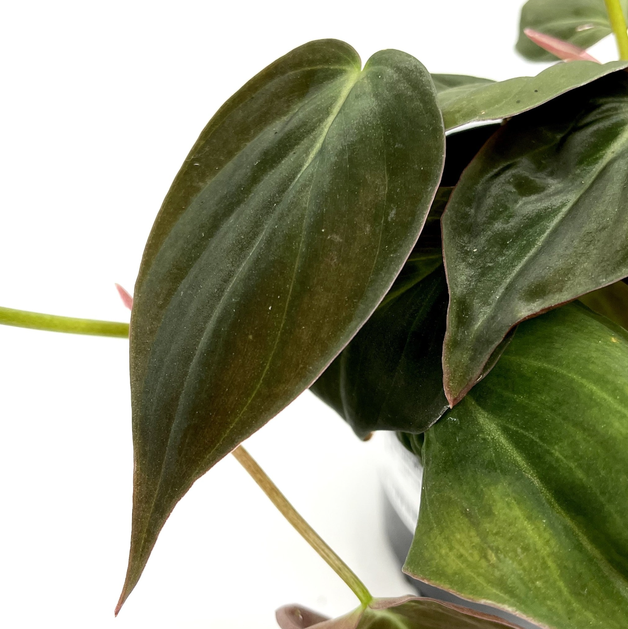 Philodendron hederaceum var. hederaceum 'Micans'