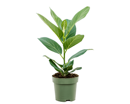 Ficus benghalensis 'Audrey'