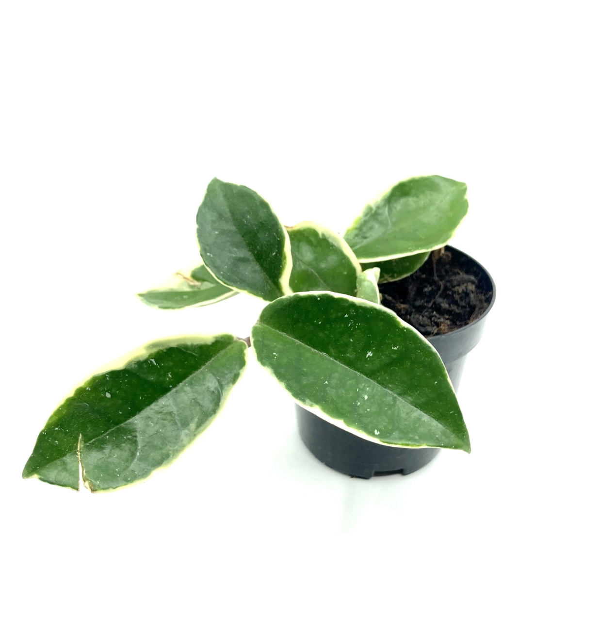 Hoya carnosa 'Krimson Queen'