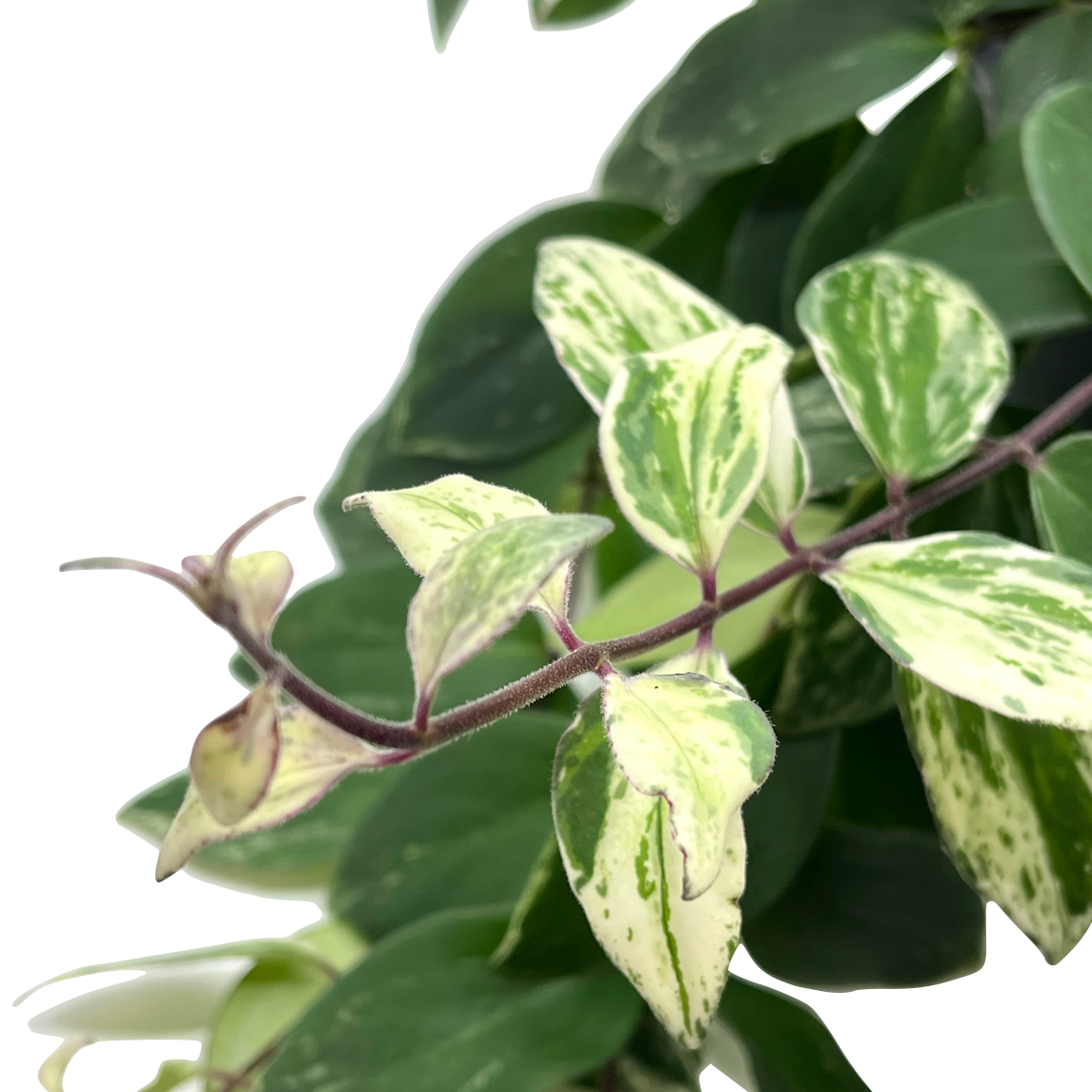 Aeschynanthus 'Variegata'