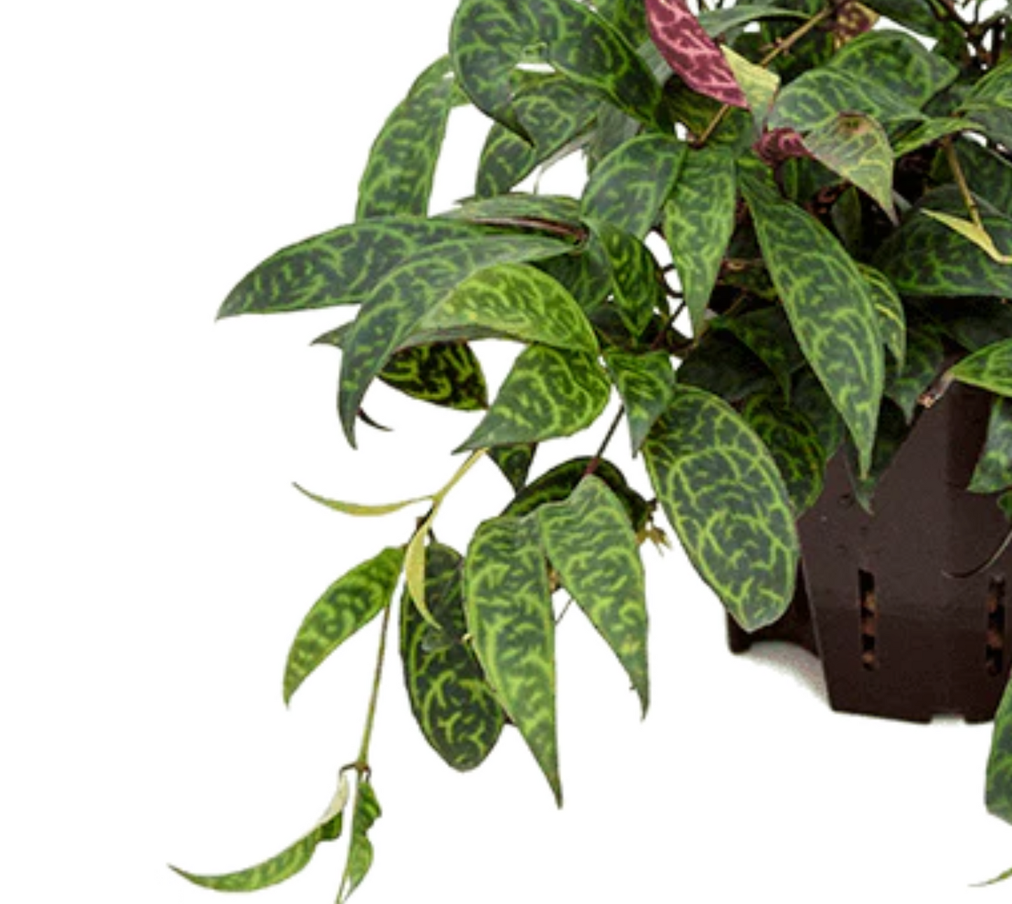 Aeschynanthus longicaulis