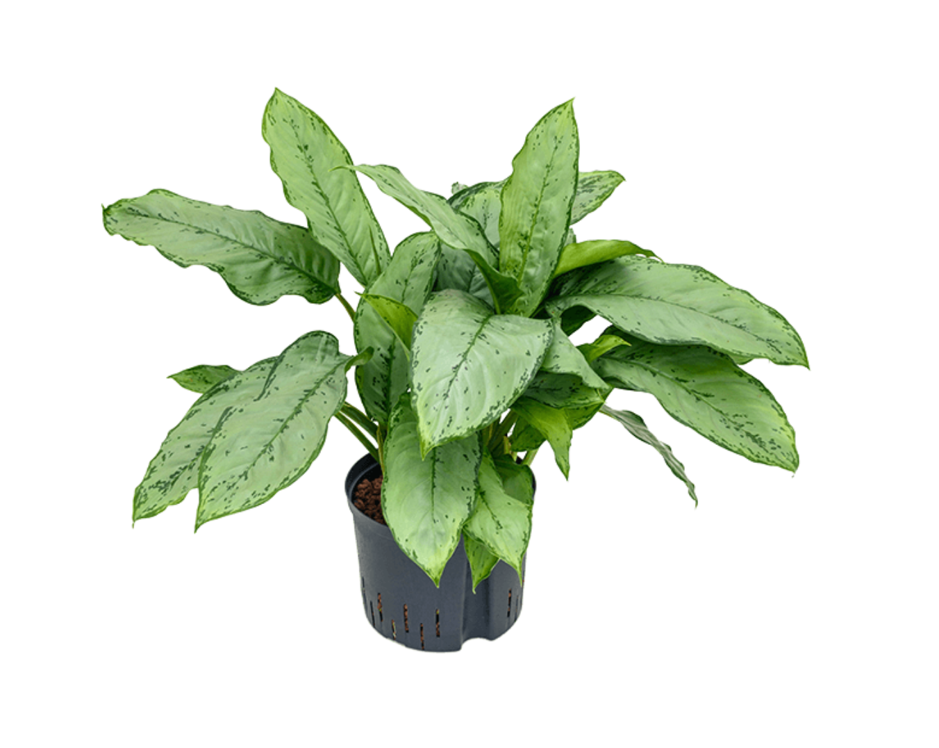 Aglaonema commutatum 'B.J. Freedman'