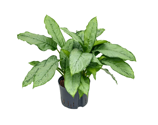 Aglaonema commutatum 'B.J. Freedman' - Spore Nursery