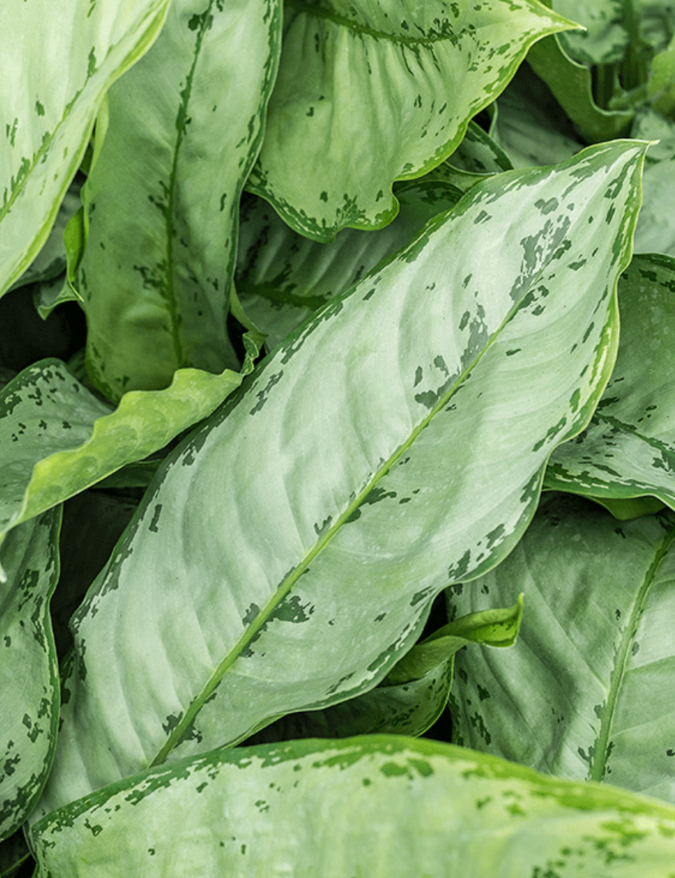 Aglaonema commutatum 'B.J. Freedman'