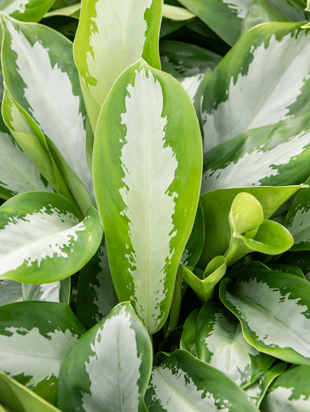Aglaonema commutatum 'Silver Moon'