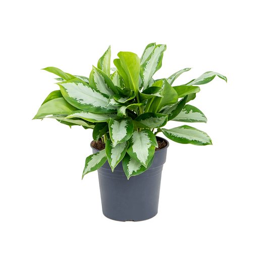 Aglaonema commutatum 'Silver Moon' - Spore Nursery