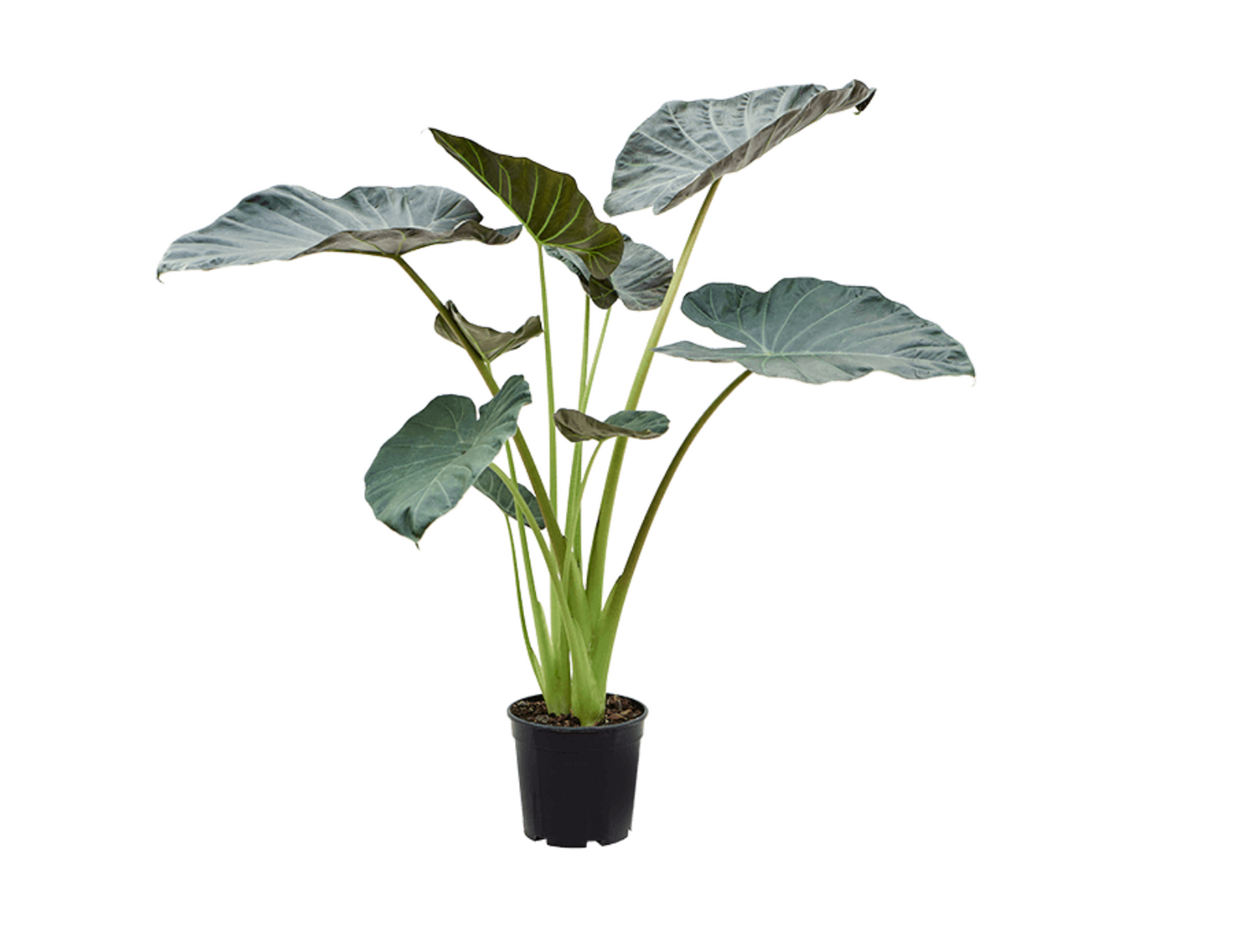 Alocasia 'Regal Shield'
