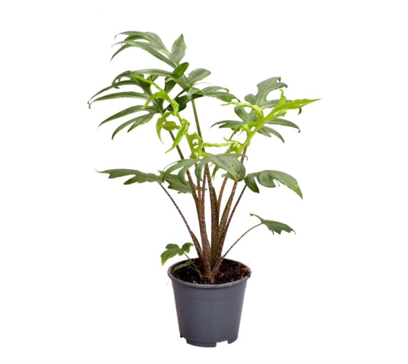 Alocasia brancifolia