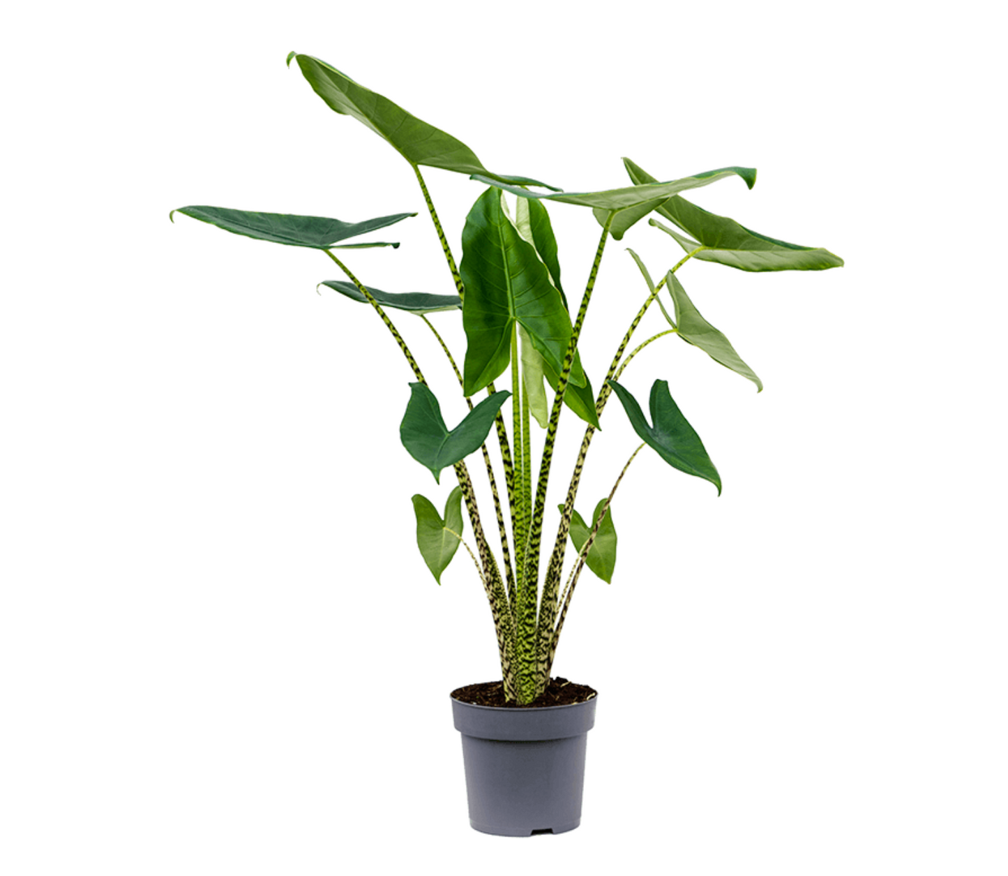 Alocasia zebrina