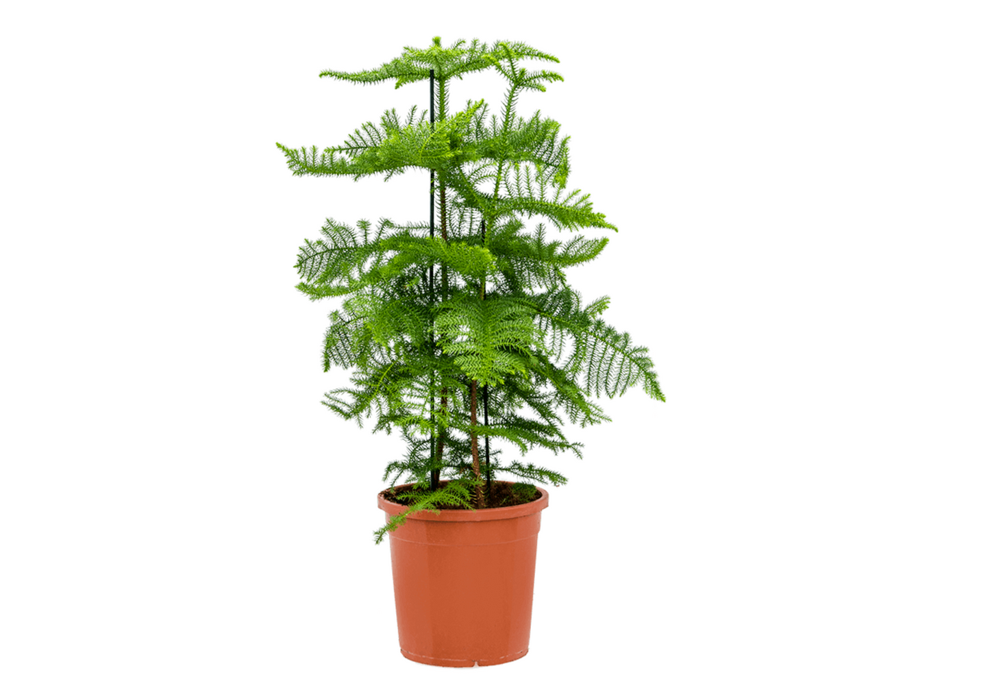 Araucaria heterophylla