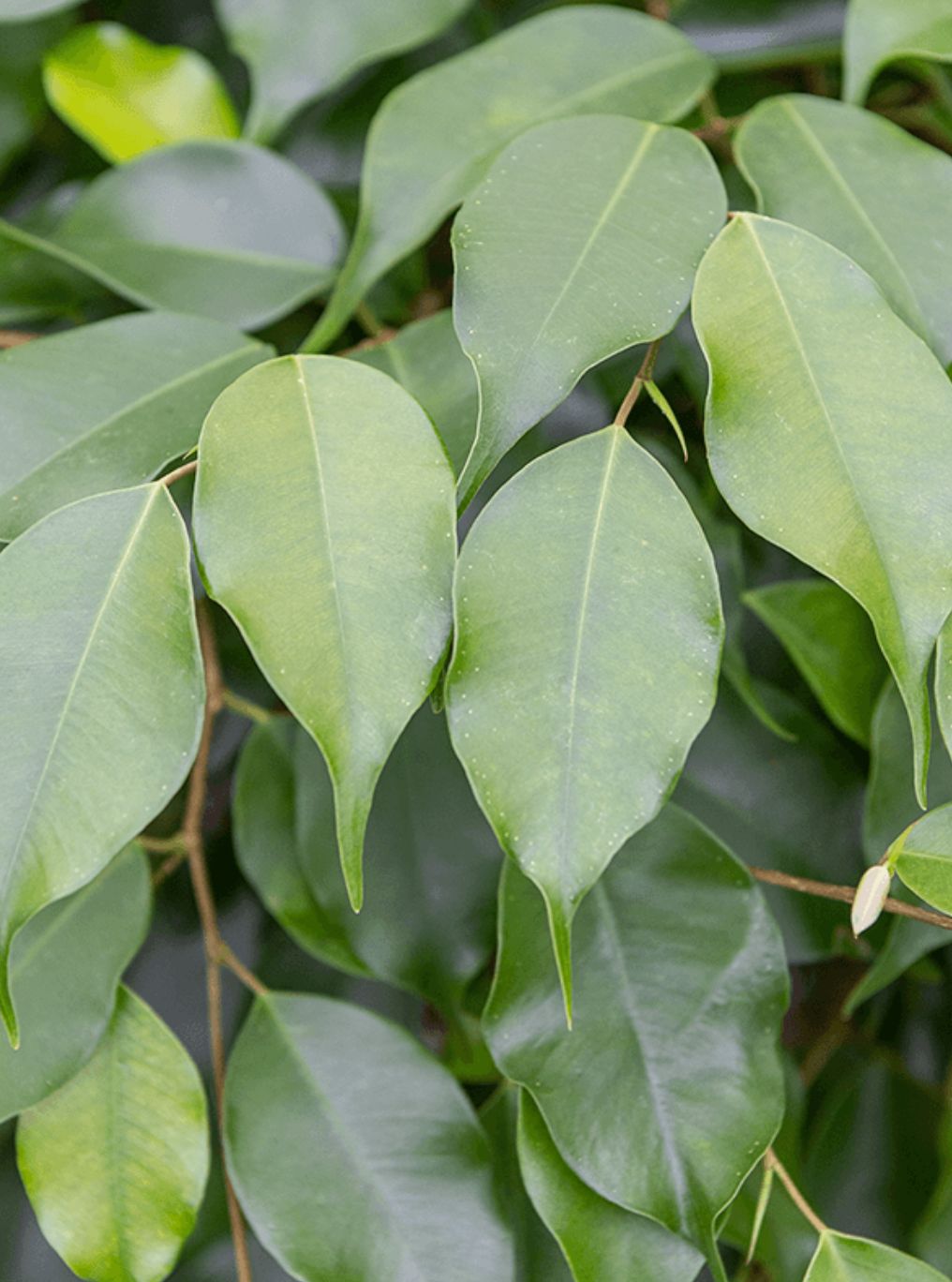 Ficus benjamina