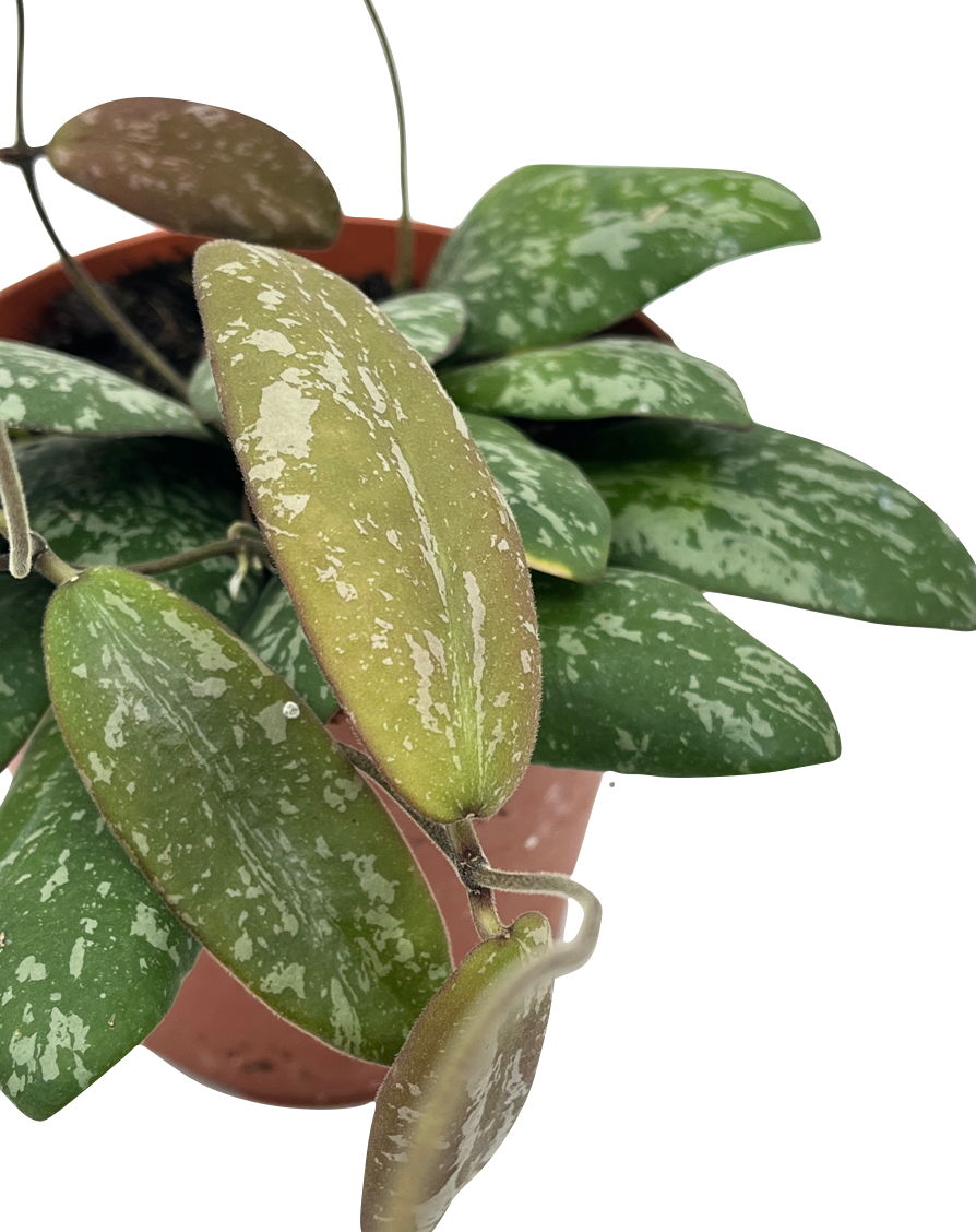 Hoya sigillatis