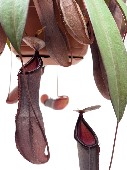 Nepenthes x 'Rebecca Soper' - Spore Nursery