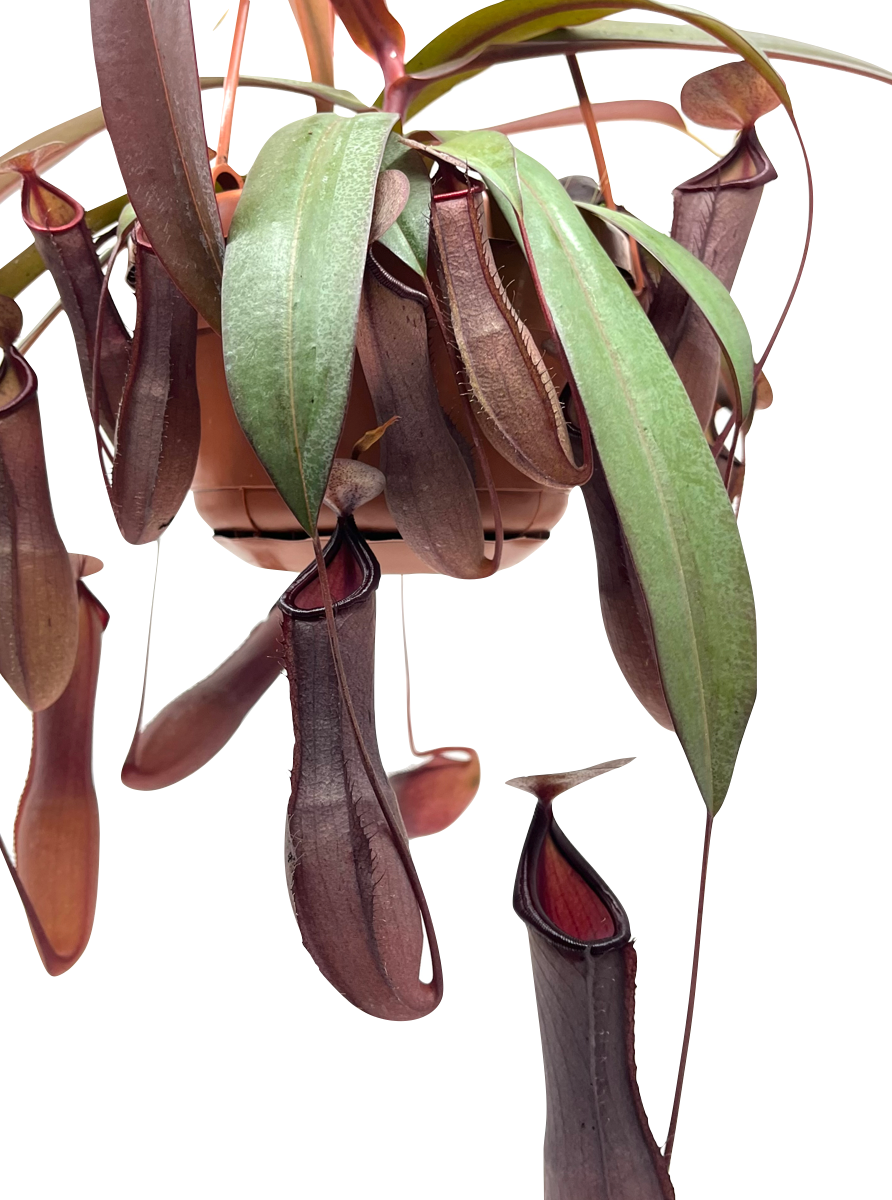 Nepenthes x 'Rebecca Soper'