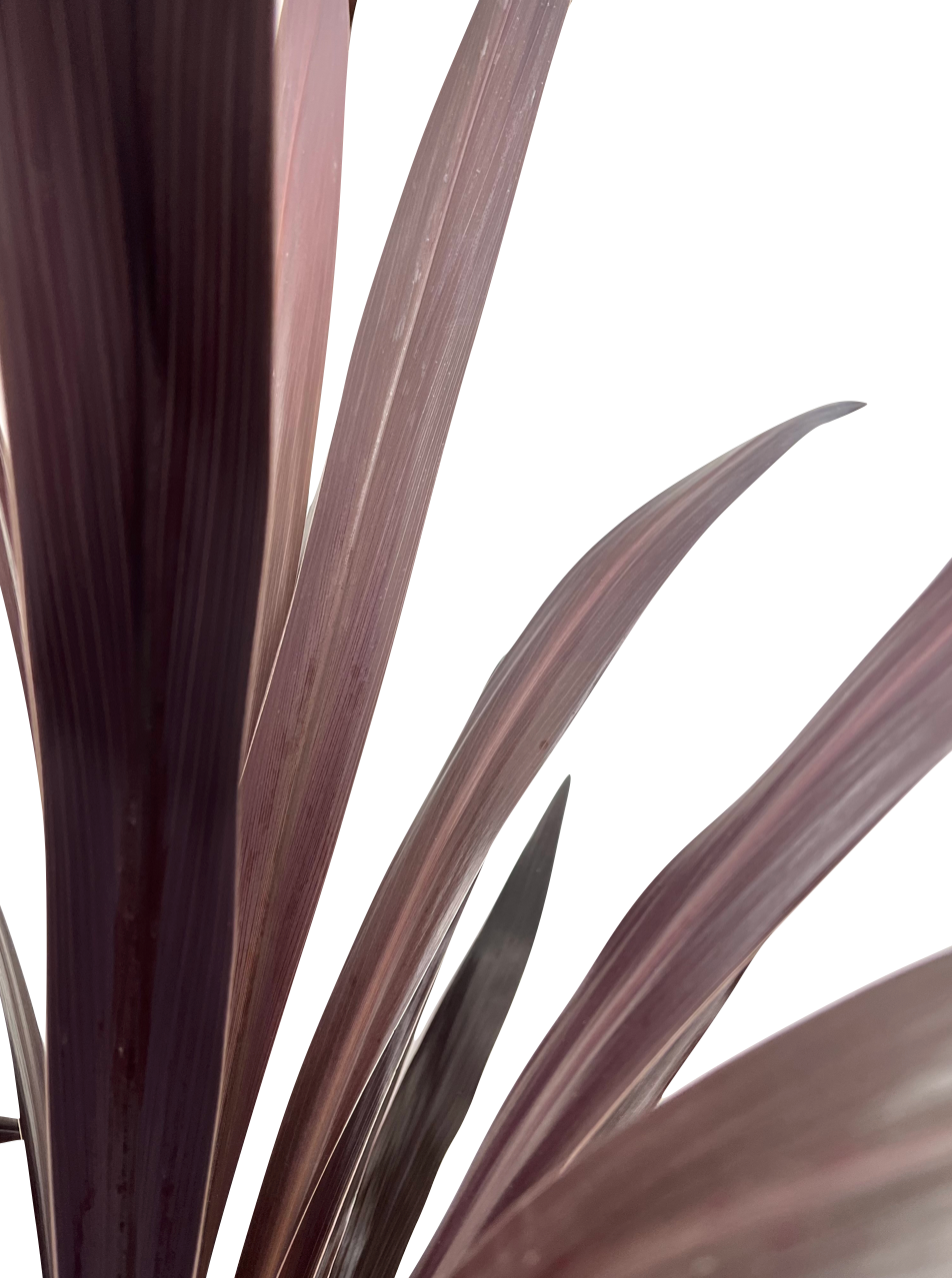 Cordyline fruticosa 'Superstar'