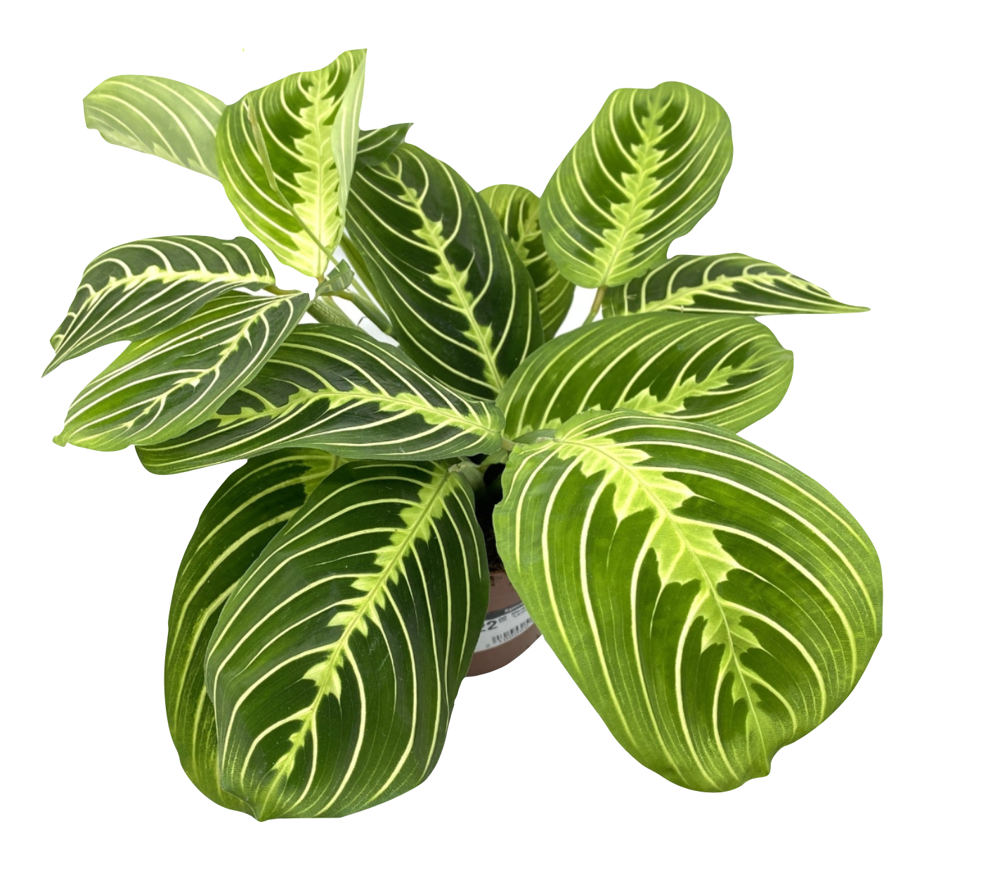 Maranta leuconeura 'Lemon Lime'