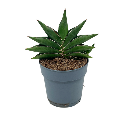 Dracaena 'Stylish Fan' (Sansevieria 'Stylish Fan') - Spore Nursery