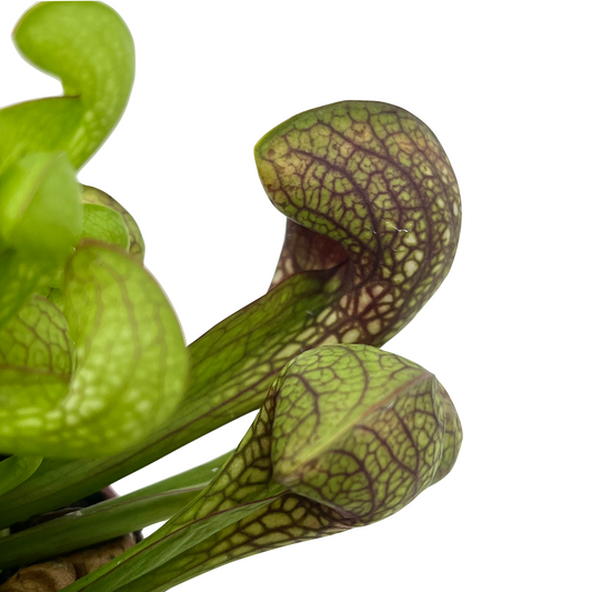 Sarracenia psittacina - Spore Nursery