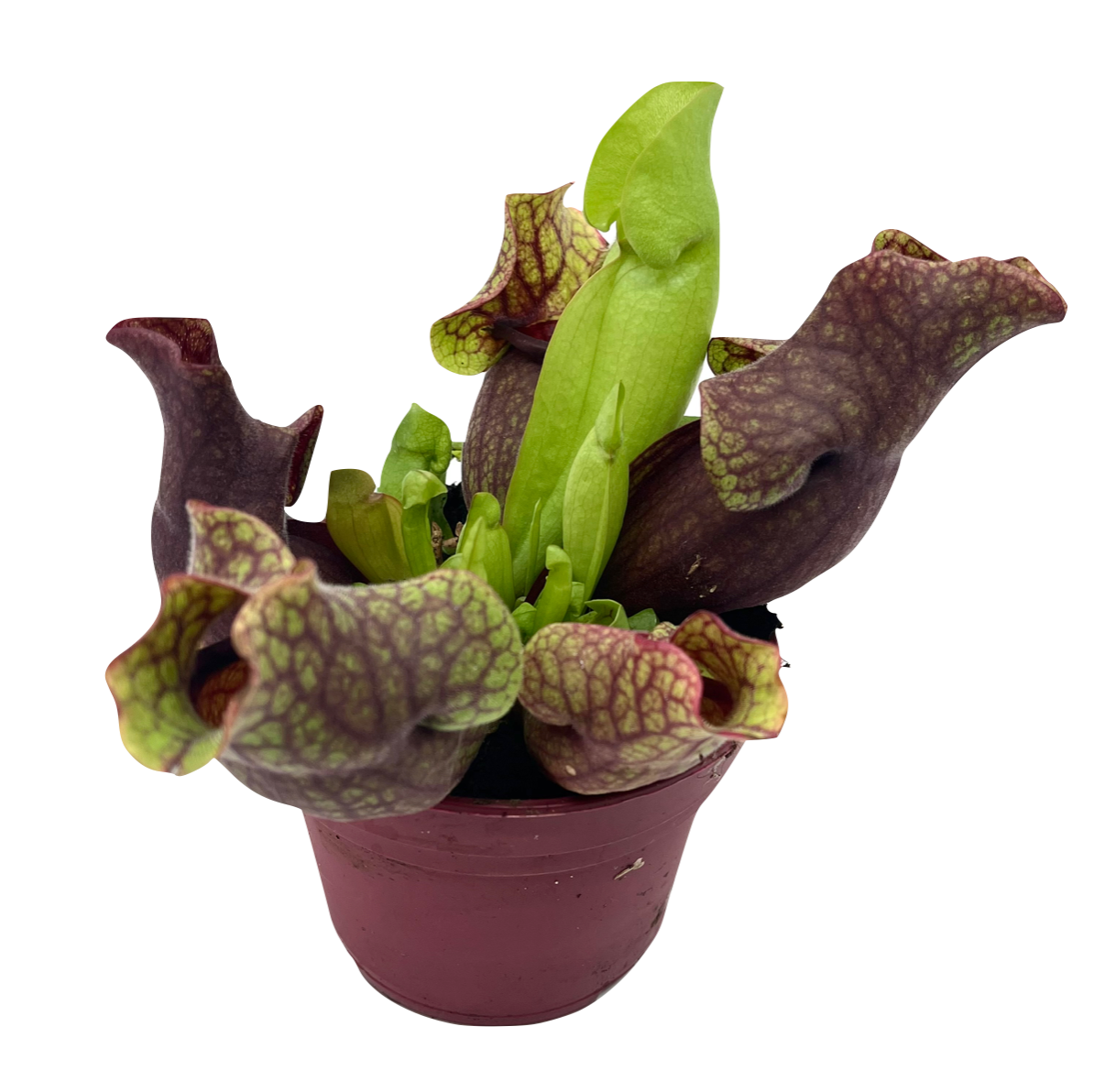 Sarracenia purpurea ssp venosa