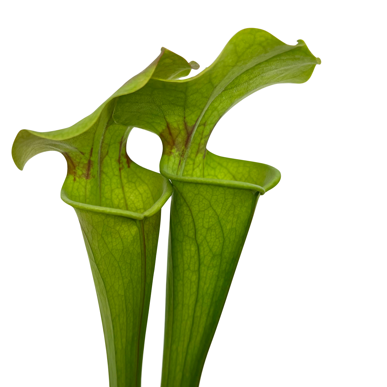 Sarracenia flava
