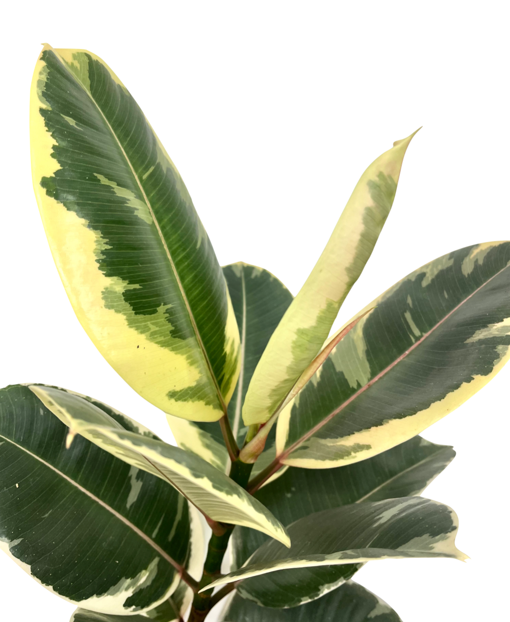 Ficus elastica 'Tineke'