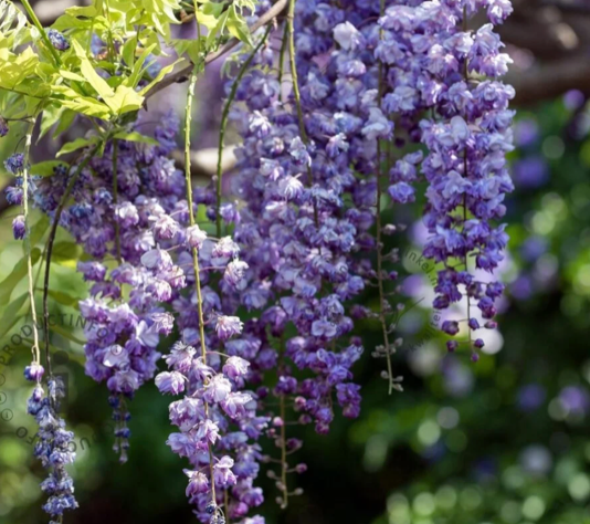 Wisteria ‘Violacea Plena’