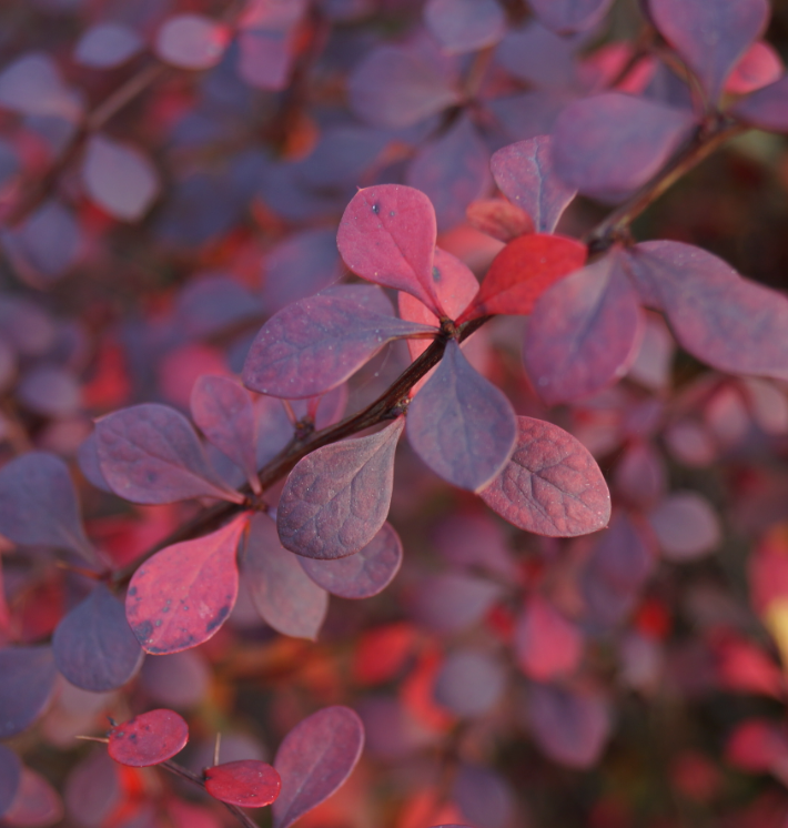 Berberis thunberghii 'Atropurpurea'