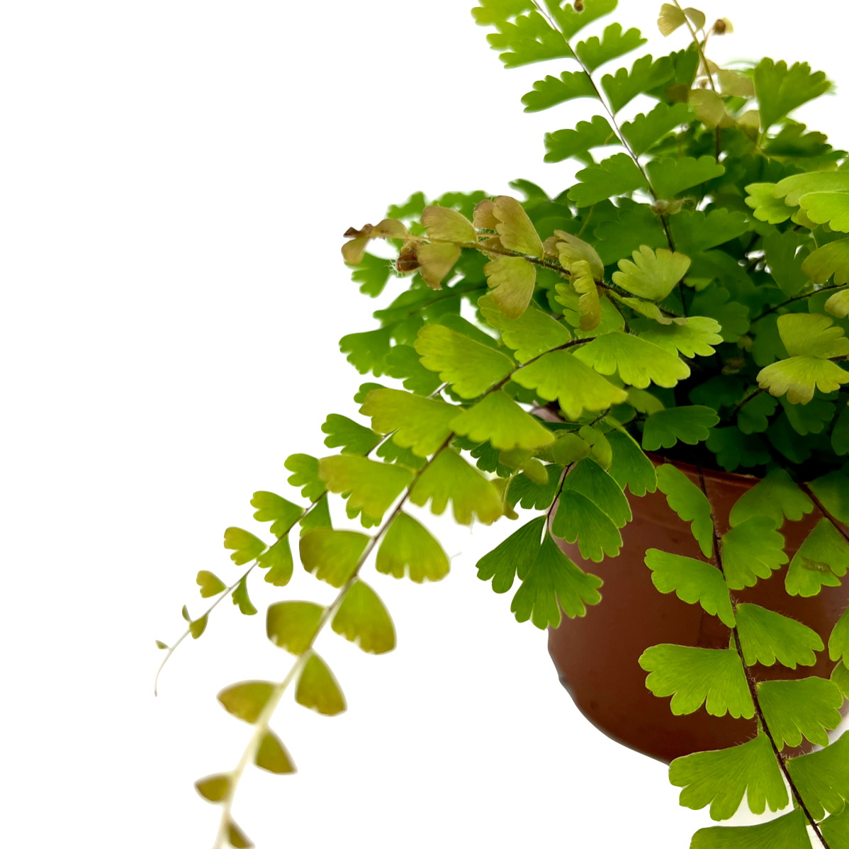 Adiantum 'Bronze Venus'