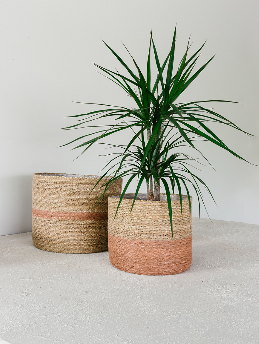 Osage - Spore Nursery