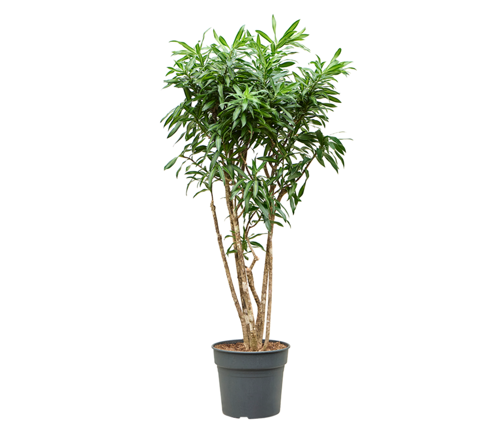 dracaena reflexa giftig Dracaena reflexa 'Song of Jamaica' – Spore Nursery