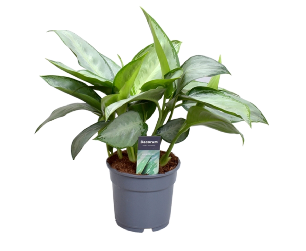 Aglaonema commutatum 'Silverado'
