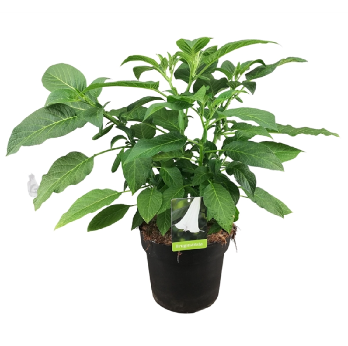 Brugmansia suaveolens