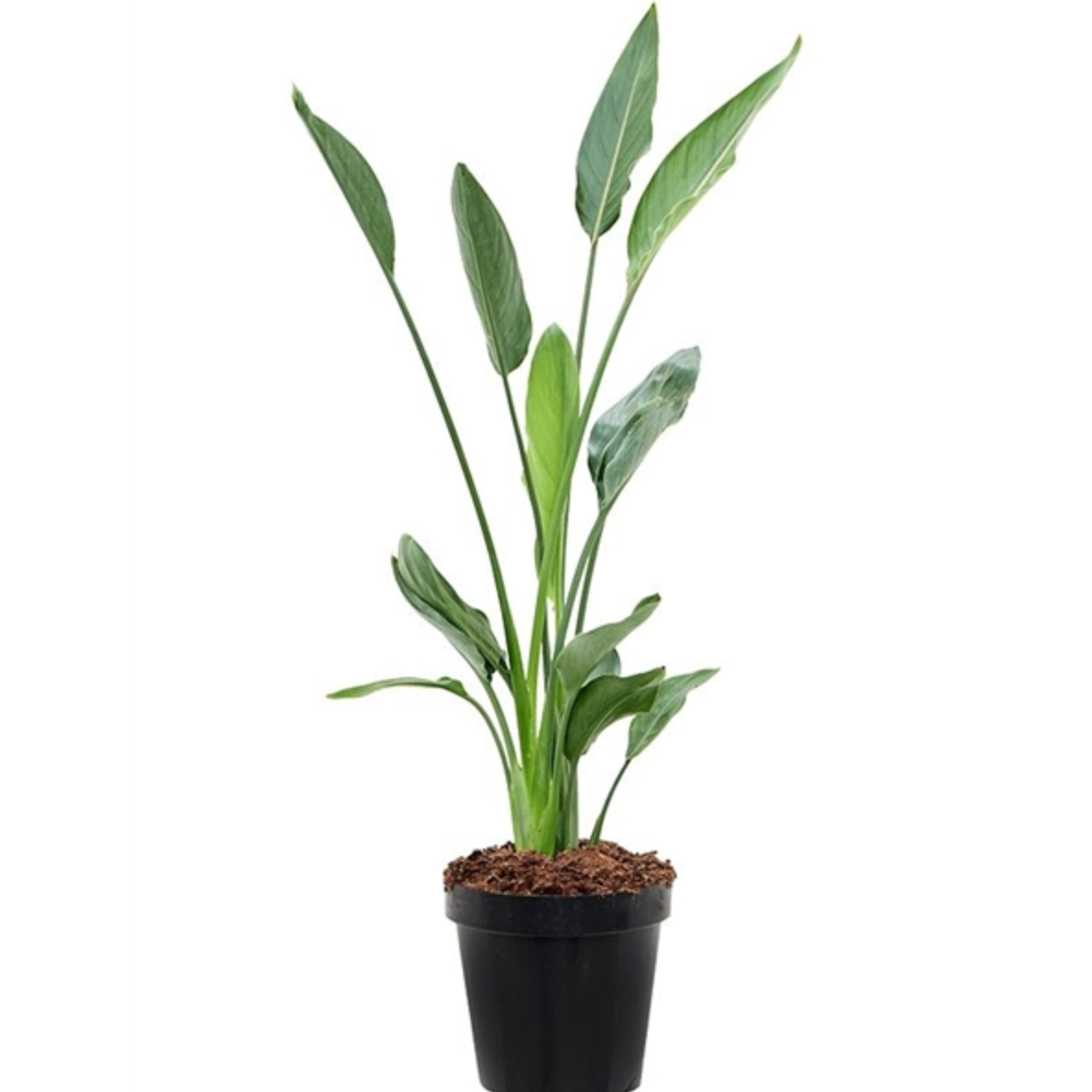Strelitzia reginae