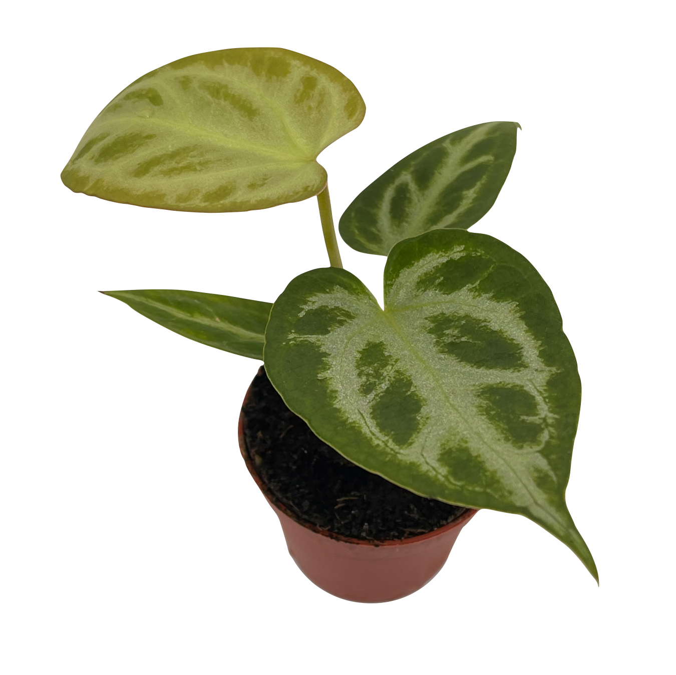 Anthurium clarinervium