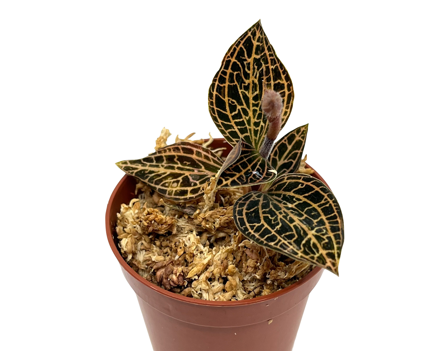 Anoectochilus roxburghii (yellow x petola)